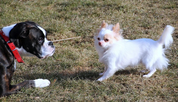Perros