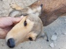Tekis, así es el hombre que ha rescatado a 200 perros en Grecia