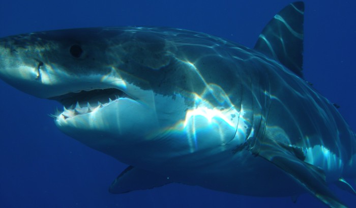 Esta es la razón por la que los tiburones blancos se deben mantener en libertad