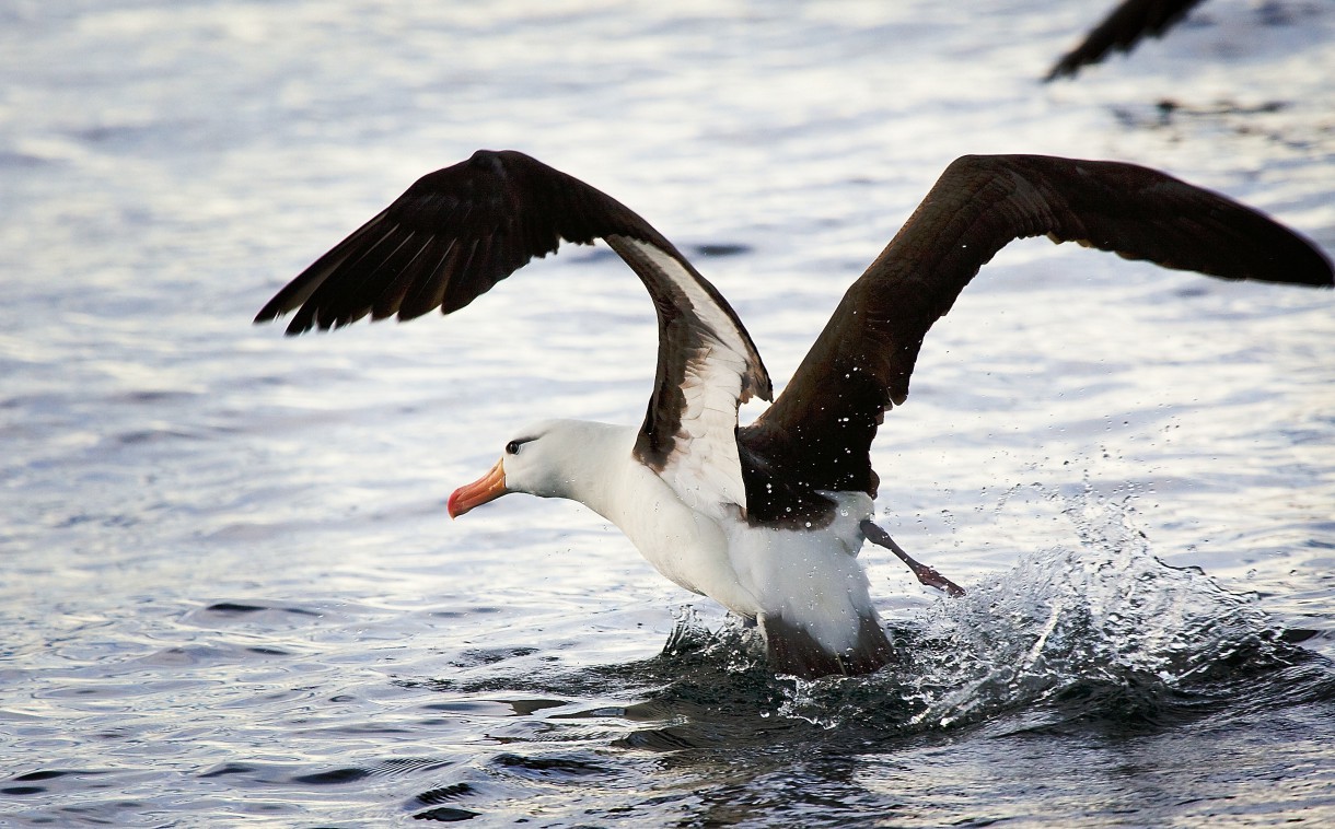 Albatros errantes