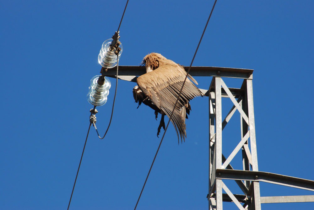 Las eléctricas españolas recibirán 15 millones al año para evitar la electrocución de aves