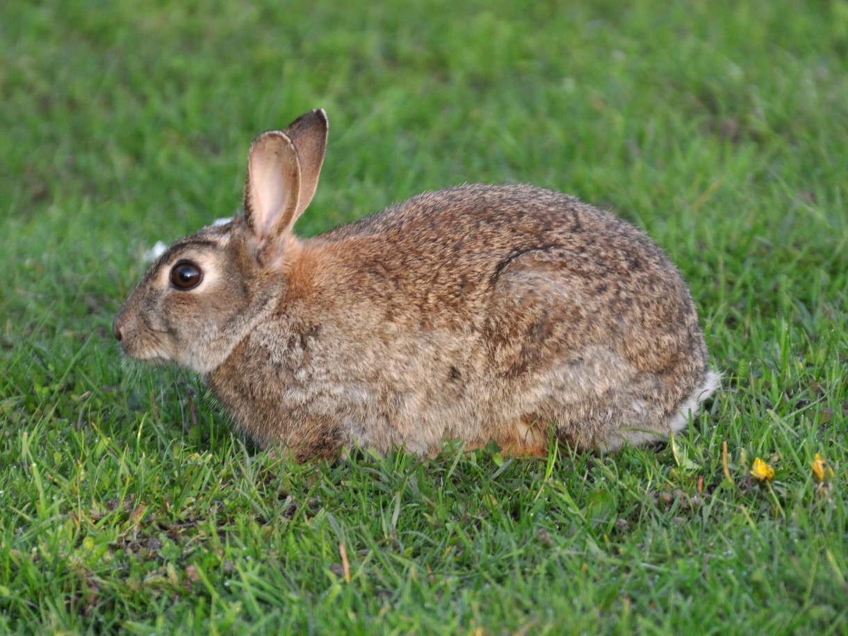 La diarrea vírica del conejo silvestre, talón de Aquiles para el lince ibérico