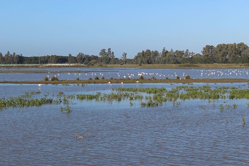 El proyecto gasístico de Doñana podría destruir este entorno