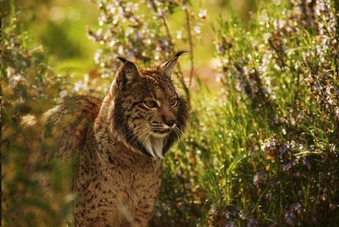 Lince ibérico: 40 ejemplares nacidos en cautividad podrían ser liberados en 2017