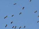 Récord histórico en la migración de aves por el Estrecho de Gibraltar