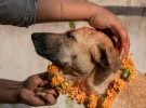 Kukur Tihar, una fiesta dedicada a los perros