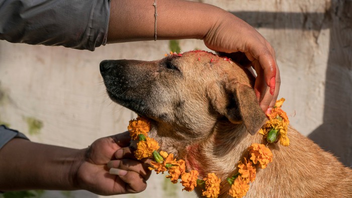 Kukur Tihar, una fiesta dedicada a los perros