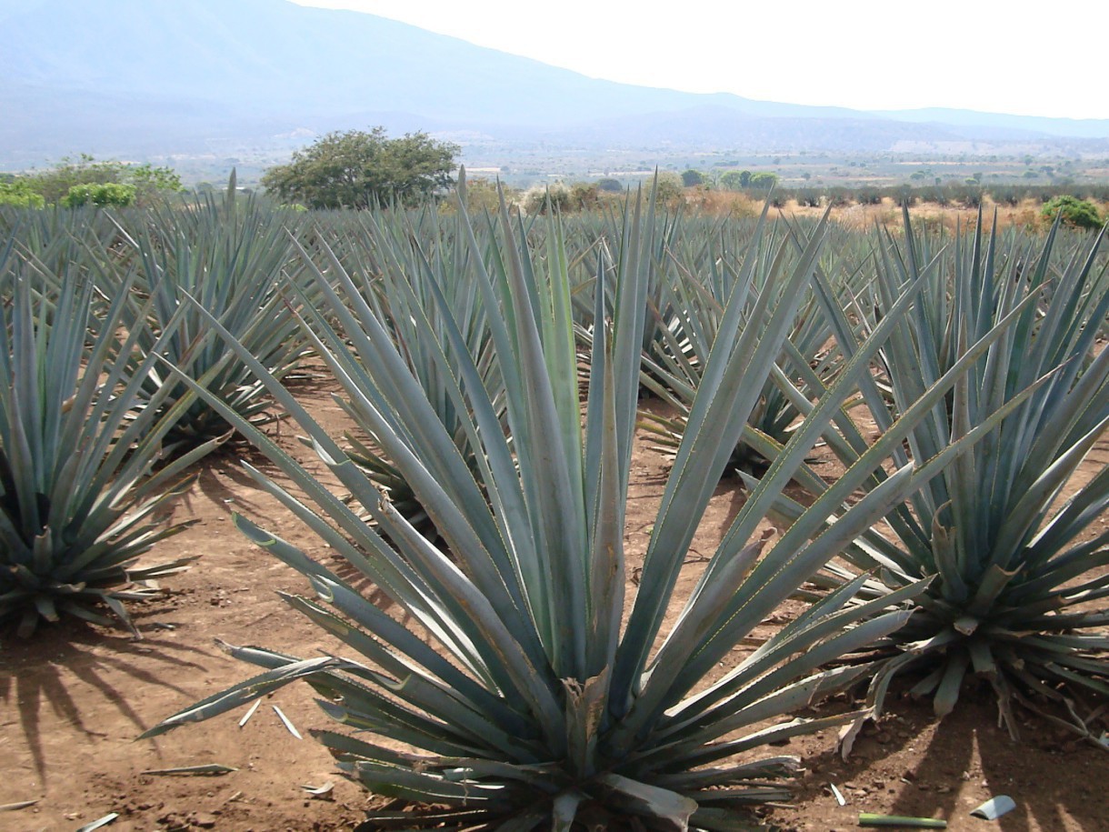 El murciélago, clave para la producción del tequila