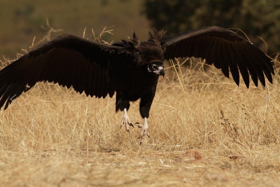 GREFA cierra 2016 con números récord en la reintroducción de aves amenazas