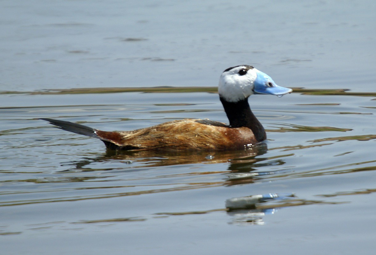 Algunas de las nuevas especies de aves descubiertas este año ya están amenazadas