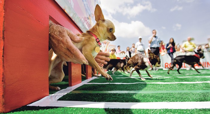 Argentina prohíbe las carreras de perros