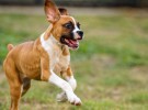 Veterinarios advierten: usar palos para jugar con los perros es peligroso