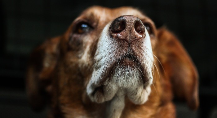 Estos síntomas te permitirán saber si tu perro tiene artritis