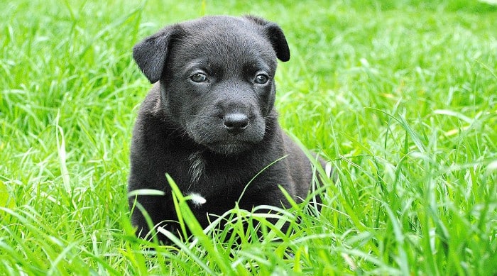 Perro