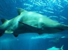 Tiburón toro, la especie animal… Que es caníbal