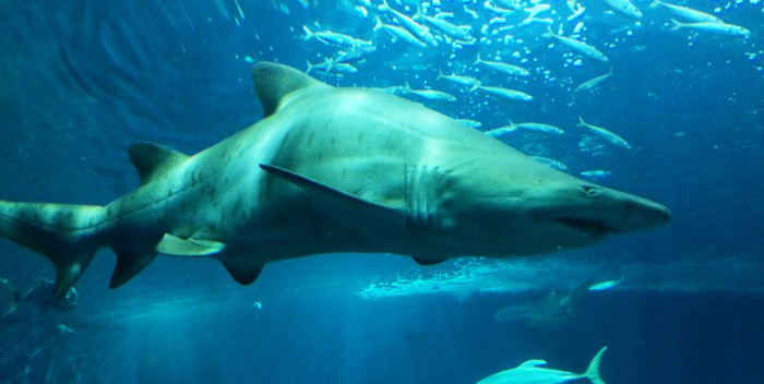 Tiburón toro, la especie animal… Que es caníbal