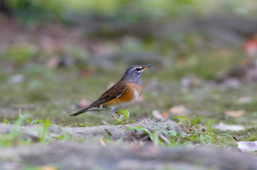 Los avistamientos de aves más singulares de 2016