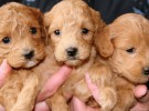 24 cachorros, el número máximo de perros nacidos en una camada