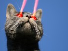 ¿Por qué los gatos están obsesionados con los punteros láser?