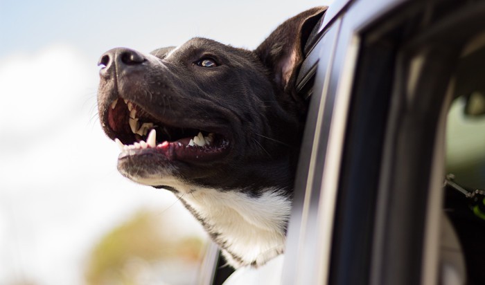 Londres: viajan con perros en el autobús, con resultados excelentes