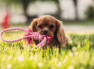 Cromoterapia, así es cómo se mejora la salud de las mascotas
