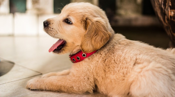 Sorprendente: tres cachorros consiguen sobrevivir en un hotel sepultado