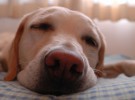 Qué hacer si vuestro perro no duerme durante las noches