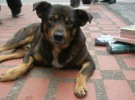 Argentina: las personas que tengan perros callejeros pagarán menos impuestos