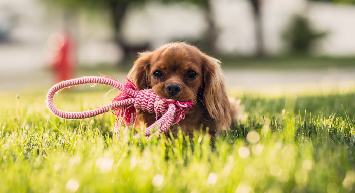 Cromoterapia, así es cómo se mejora la salud de las mascotas