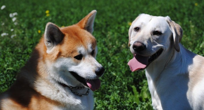 Perros