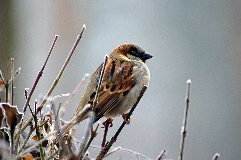 Cuidar a las aves (Parte II)