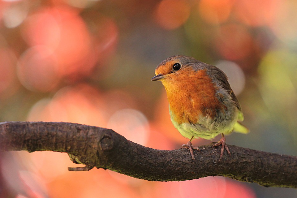 Cómo cuidar a las aves