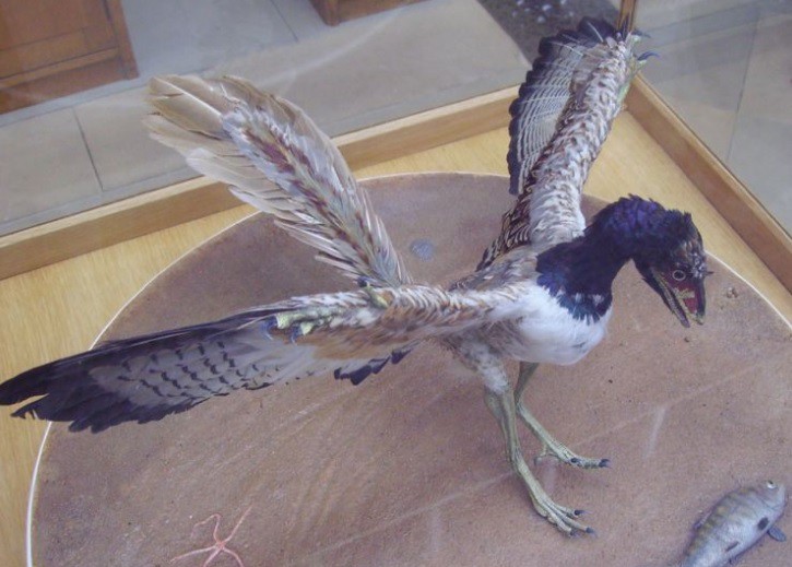 Los dinosaurios no desarrollaron las plumas para volar