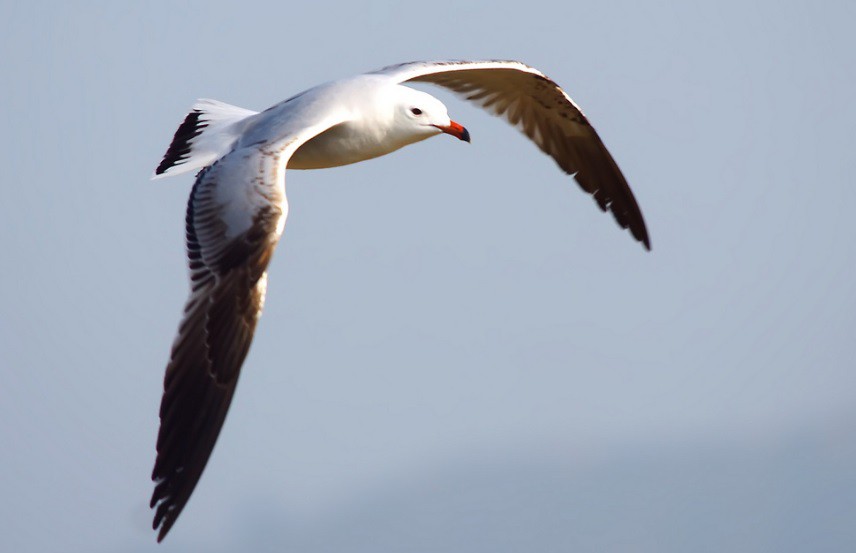 Las poblaciones de gaviota de Audouin se recuperan en España