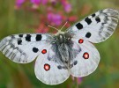 La mariposa Apolo elegida como «Mariposa del Año 2017»