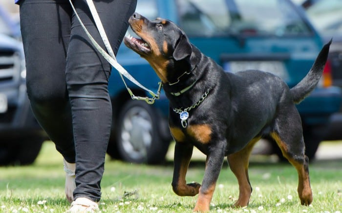 Perros que nos ayudan en las tareas detectivescas