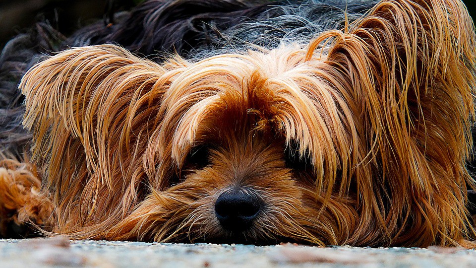 Algunos alimentos que puedes compartir con tu perro