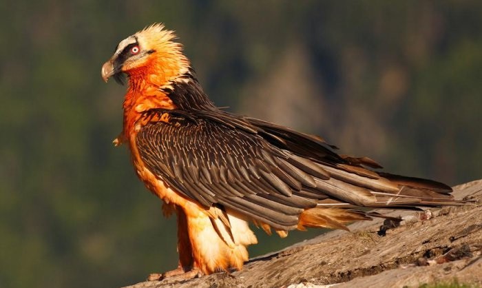 El quebrantahuesos regresa a los Picos de Europa