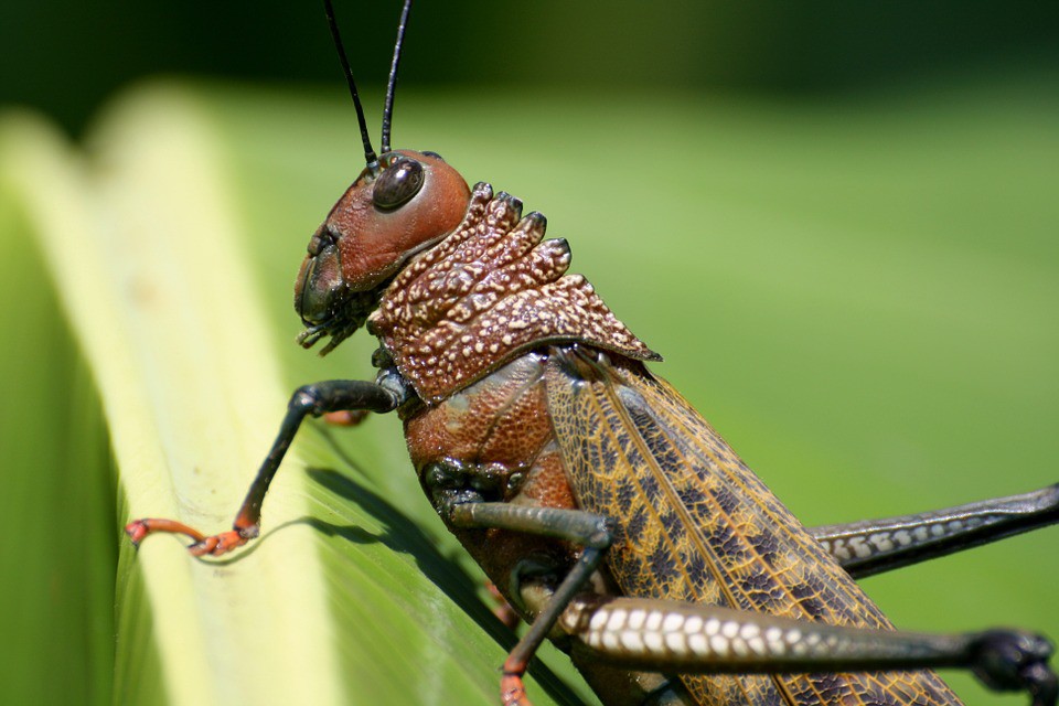 Saltamontes en peligro