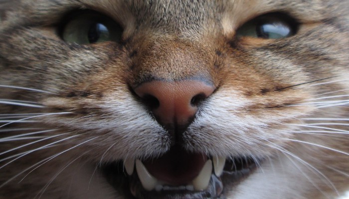 Cómo limpiarle los dientes al gato