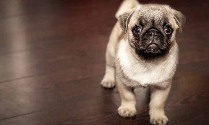 Cómo cambiarle el nombre a vuestra mascota