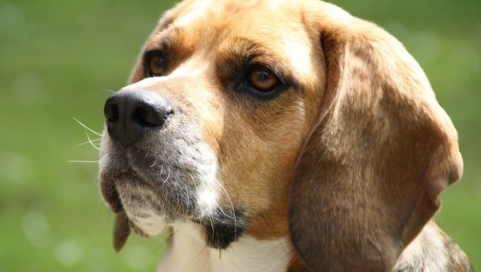 Perro