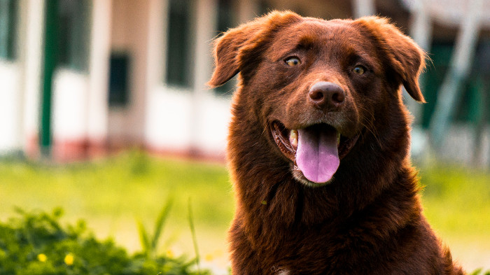 Estos consejos ayudarán a prevenir el cáncer en los perros