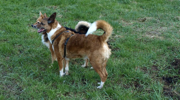 Saltan las alarmas: cada vez se roban más perros en los parques españoles