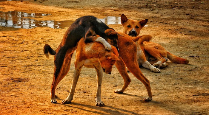 Perros