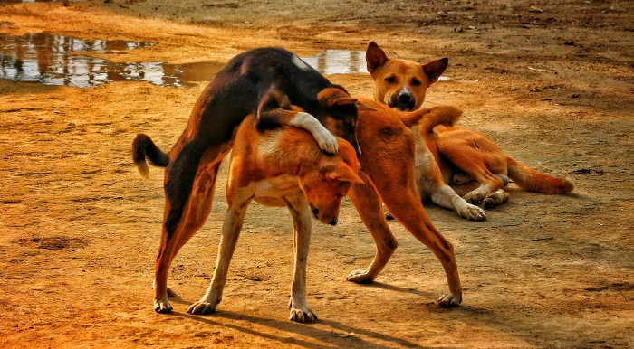 México aumenta la protección a los animales y prohíbe las peleas de perros