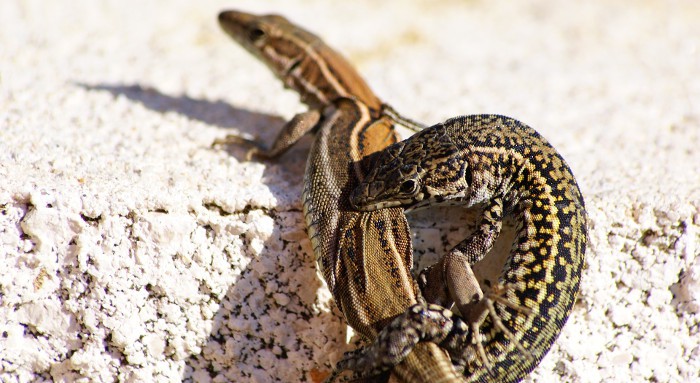 Tragedia en Knoxville: 33 reptiles mueren de manera inesperada