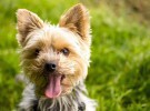 Yorkshire Terrier: características y consideraciones antes de adoptarlo