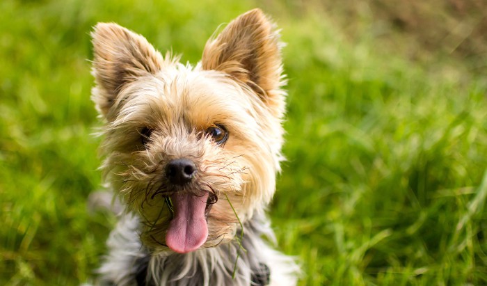 Yorkshire Terrier: características y consideraciones antes de adoptarlo