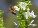 Abejas en peligro: Europa prohíbe tres pesticidas